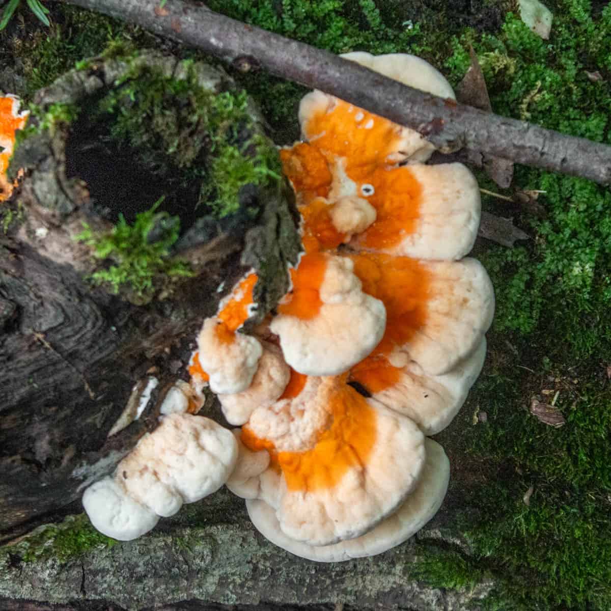 chicken of the woods recipes